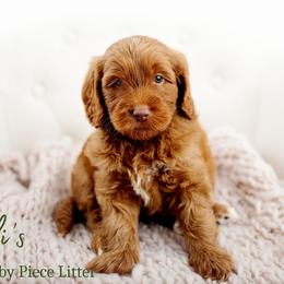 Forge - Red  male Goldendoodle puppy in Athens, Alabama from Brewing Doodles