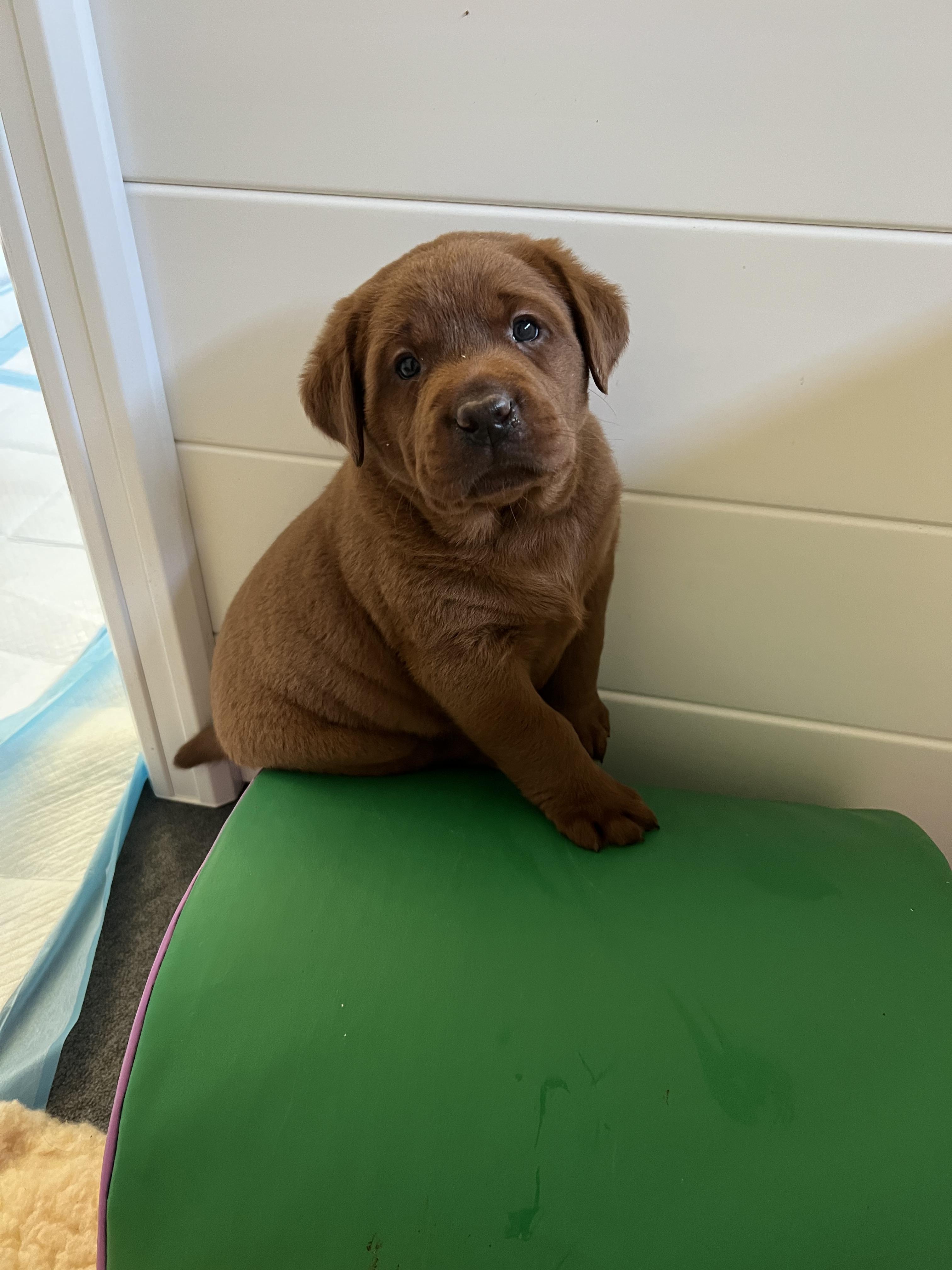 Copper Clover Labradors in North Carolina Labrador Retriever puppies