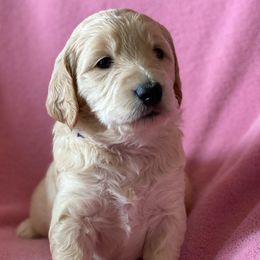 Girl 3 - Goldendoodle puppy in Reno, Nevada from B Doodles