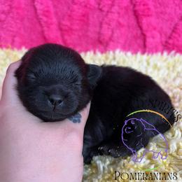 HOLD AKC MORTICIA - Black female Pomeranian puppy in Watkins Glen, New York from Wicked Spirits Pomeranians