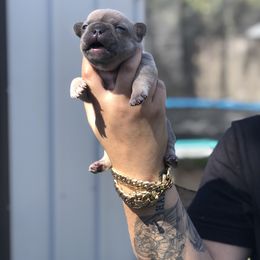 French Bulldog Puppies from Uniquefrenchiies