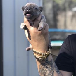French Bulldog Puppies from Uniquefrenchiies