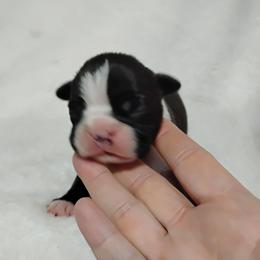 Henry - Black brindle and white male Boston Terrier puppy in Catawba, North Carolina from Lil Wiggles Boston Terriers