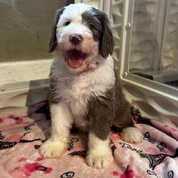 PUDDING - Fawn and white female Sheepadoodle puppy in Riverside, California from Downtown Doodles & Frenchies