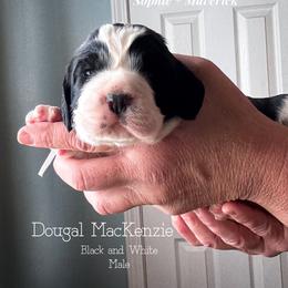 Dougal MacKenzie - Black and white male English Springer Spaniel puppy in Tupalo, Mississippi from Butterfield Trail Farm