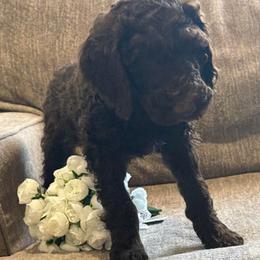 Choco latte - Chocolate male Goldendoodle puppy in Arlington, Texas from Chambers Doodle Patch