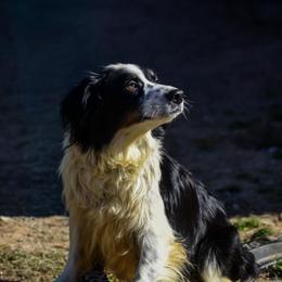 Mary - Black tri-color female Australian Shepherd puppy in Clarkrange, Tennessee from Vom Wolff
