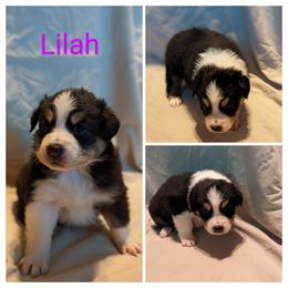 Girl 2 - Black Australian Shepherd puppy in Sanger, California from A&M Australian Shepherds