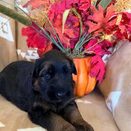 Spice - Black and red female German Shepherd puppy in Washington from Silver Knight Shepherds