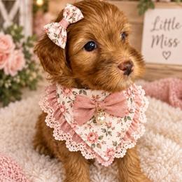 Sparkle - Red Collar - Apricot female Goldendoodle puppy in Huntsville, Alabama from Falcon Ridge Doodles