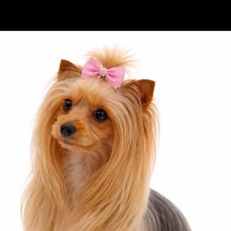 Pebbles - Yorkshire Terrier