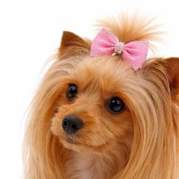 Pebbles - Yorkshire Terrier