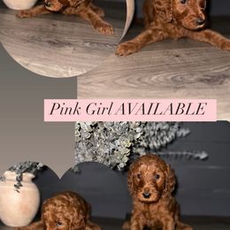 Goldendoodle Puppies from Sisters Doodles