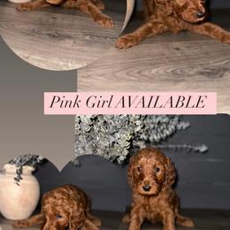 Goldendoodle Puppies from Sisters Doodles