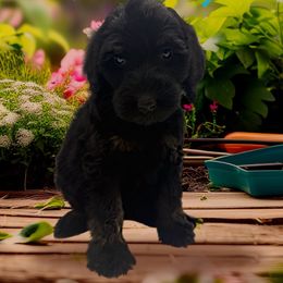 Mai Tai - Black female Bernedoodle puppy in Thornville, Ohio from Four Front Doodles & Friends