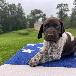 Legend - Liver roan male German Shorthaired Pointer puppy in Dugspur, Virginia from Pilgrims Trails Shorthairs