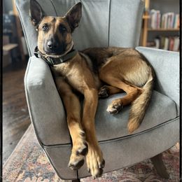 Belgian Malinois and Dutch Shepherd All Grown Up from Torgun Police Dogs