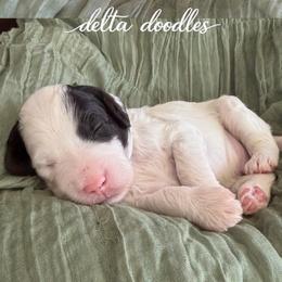 Cappuccino - Parti male Labradoodle puppy in Clovis, California from Delta Doodless