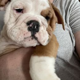 Bulldog Puppies from Tiffany Thelen's Bulldogs