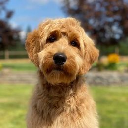 Reba - Australian Labradoodle