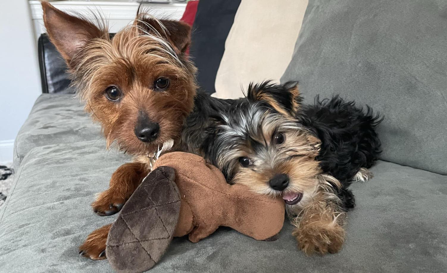 Many Minnie Yorkies in North Carolina | Yorkshire Terrier puppies ...