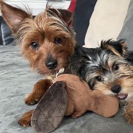 Yorkshire Terriers from Many Minnie Yorkies