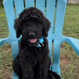 Bartholomew - Black male Schnoodle puppy in Pleasanton, Texas from Gooch Canines (Giant Schnoodles)