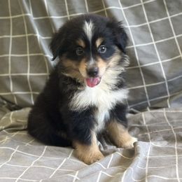 Licorice - Black tri female Miniature American Shepherd puppy in Plant City, Florida from Osborne & Stormborn FL Kennels