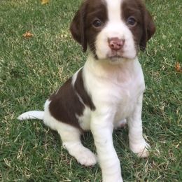 English Springer Spaniel Puppies from Southern Springers