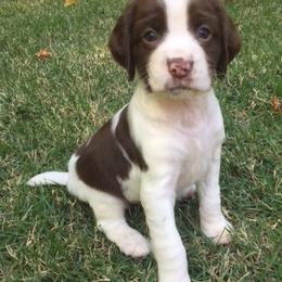 English Springer Spaniel Puppies from Southern Springers