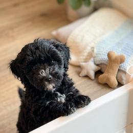 Girl 2 - Black and white female Bernedoodle puppy in Yale, Michigan from Bechtels beautiful doodles