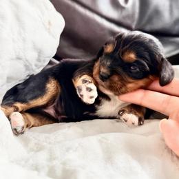 Maple Mochi - Black and tan female Cavalier King Charles Spaniel puppy in De Soto, Missouri from Blooming Cavaliers