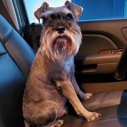 Miniature Schnauzer All Grown Up from Crooked Tree Ranch