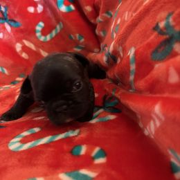 Poppy - Brindle and white female French Bulldog puppy in Alabama from Southern Bulldogs