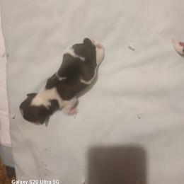 Boy 1 - Black and white male Shih Tzu puppy in Belleville, Michigan from Patricia's Heavenly Earth Angels
