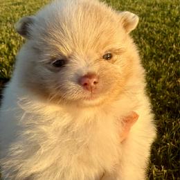 Delilah - Chocolate merle female Pomeranian puppy in Edmond, Oklahoma from My Sun & Moon Poms