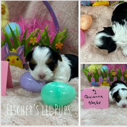 Biewer Terrier Puppies from Fischer's Biewer Terriers