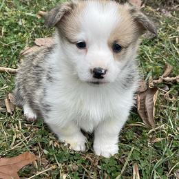 Jess - Red and white female American Corgi puppy in Mount Carmel, Tennessee from Hidden View Farm