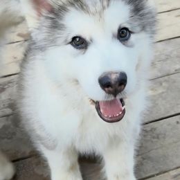 Girl 3 - Gray and white female Alaskan Malamute puppy in Prince William County, Virginia from SnoCap Kennel