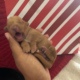 Dachshund Puppies from Unicorn Kennels LLC
