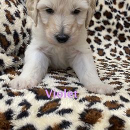 Goldendoodle Puppies from FURever Goldendoodles