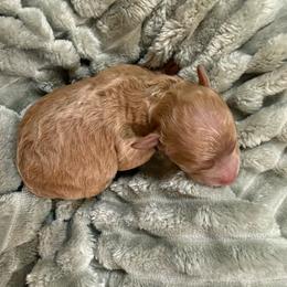 Delilah - Apricot female Poodle puppy in Azle, Texas from Texas Kissed K9s