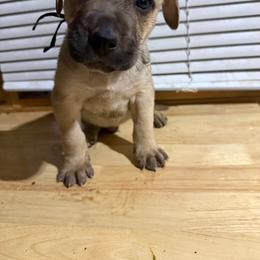 Black - Yellow male Black Mouth Cur puppy in Warsaw, Missouri from Heritage Cow Dogs