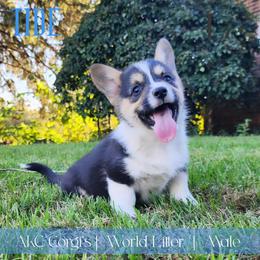 Tide - Black and tan male Pembroke Welsh Corgi puppy in Pine Village, Indiana from NL Horsemanship
