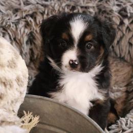 Prancer - Black tri male Toy Australian Shepherd puppy in Albia, Iowa from J Bar M Toy and Mini Aussies