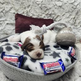 Baby Ruth - Liver white and tan female English Springer Spaniel puppy in Westover, Maryland from Sterling's springer Haven