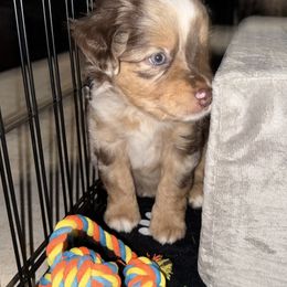 Golden Retriever and Miniature Australian Shepherd Puppies from Raised Right Pups