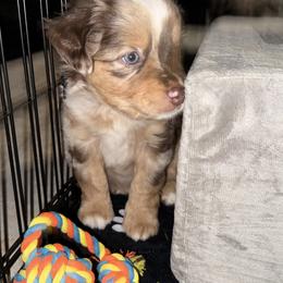 Golden Retriever and Miniature Australian Shepherd Puppies from Raised Right Pups