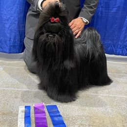 Raya - Shih Tzu