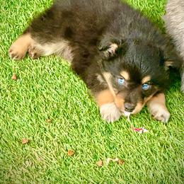 Tri male 2 - Black tri male Toy Australian Shepherd puppy in Lemon Cove, California from Magic Ranch Mini Aussies